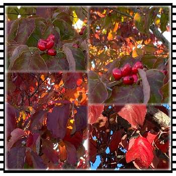 ハナミズキの紅葉。の画像 by n i eさん | お出かけ先とハナミズキの紅葉と 紅葉とハナミズキの紅葉。と朝日にキラキラと木々の紅葉と朝の散歩と秋の朝散歩と笑顔で元気いっぱいにと素敵な出会いに感謝