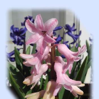 花の有る暮らしの画像 by みさちゃんさん | 小さな庭とヒヤシンスと鉢植えと紫の花とピンクの花と花の有る暮らし