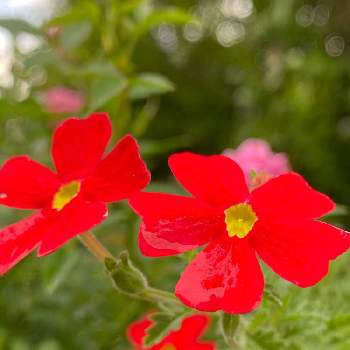 サンブリテニア　スカーレットの画像 by ヒースローさん | 小さな庭とサンブリテニア　スカーレットと花のある暮らしとおうち園芸とＰＷサンブリテニア