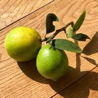 ライムの育て方 収穫時期や剪定方法は 鉢植え栽培もできる Greensnap グリーンスナップ ライムの育て方 収穫時期や剪定方法は 鉢植え栽培もできる Greensnap グリーンスナップ
