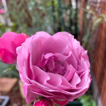 シャドウオブザムーンの画像 by おーちゃんさん | 小さな庭とシャドウオブザムーンとガーデニング大好きとお花大好きと植物大好きとGS初心者♪と薔薇が好き❤と鉢植えと元気に育ててますよと癒し…♡