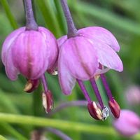 ラッキョウ,花壇,ガーデニング,山野草,野菜の花の画像