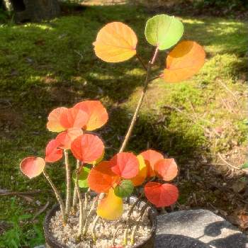 M's style bonsai(雑木)の画像 by 美野美谷さん | 広い庭と浜朴(ﾊﾏﾎﾞｳ)とハマボウとハマボウ紅葉と紅葉中とM's style bonsai(雑木)とM's style bonsaiと和の庭と秋の庭と色づきとハマボウ❇︎と浜朴 (ﾊﾏﾎﾞｳ)