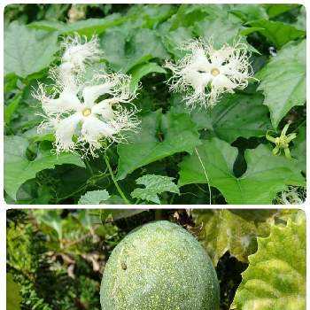 垣根の花の投稿画像一覧 Greensnap グリーンスナップ 垣根の花の投稿画像一覧 Greensnap グリーンスナップ