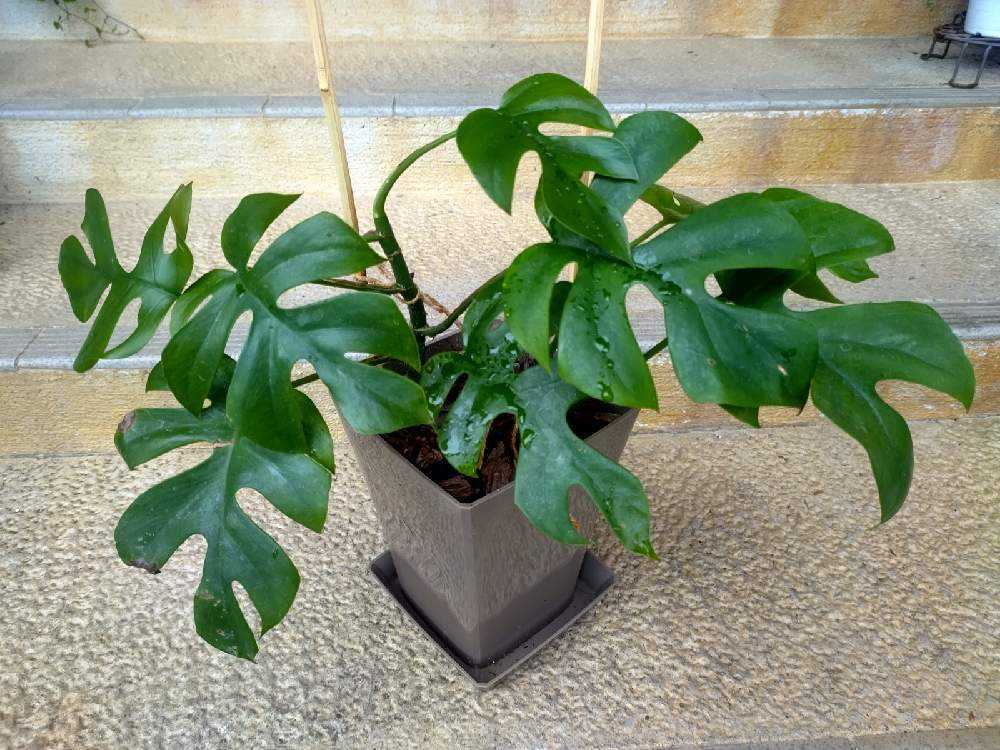 ラフィドホラ 観葉植物 新芽展開中 ヒメモンス ラフィドホラ 観葉植物