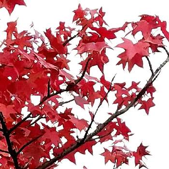 素敵❤の画像 by ビビ⋅アンさん | 紅葉の季節と素敵❤とカエデの紅葉と真っ赤かな火曜日