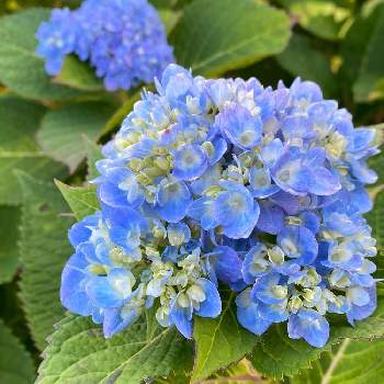 秋紫陽花の投稿画像一覧 Greensnap グリーンスナップ