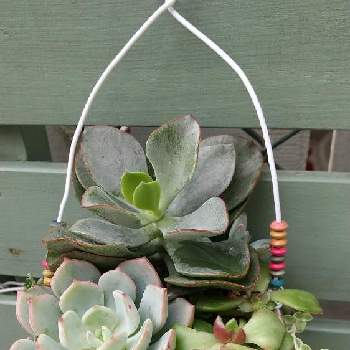 オルビキュラータの投稿画像一覧 Greensnap グリーンスナップ