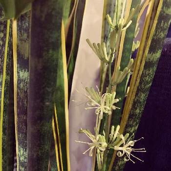 夜だけ咲く花の投稿画像一覧 Greensnap グリーンスナップ
