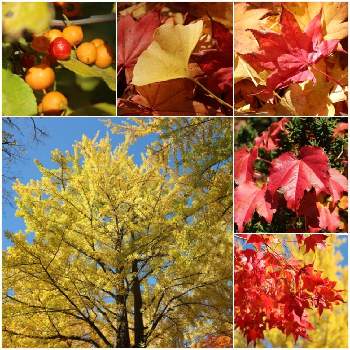 つたの葉の画像 by すえちゃんさん | お出かけ先とツルウメモドキと銀杏とつたの葉と紅葉とカメラ女子と樹木と紅葉狩りと秋を楽しむとお散歩