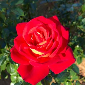 バラ ラブの画像 by つんつんさん | お出かけ先とバラとバラ ラブと真っ赤な花と真っ赤かな火曜日