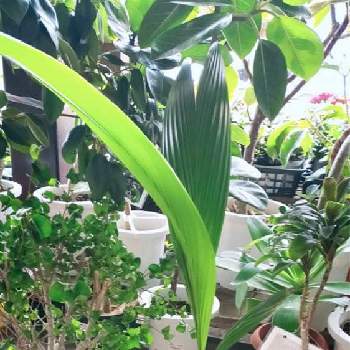 ココヤシの画像 by るりすさん | お出かけ先と観葉植物とグリーンライフ♡とボタニカル・ライフとオシャレと植物とココヤシとホームセンターとインテリアグリーン