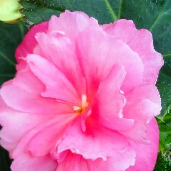 球根ベゴニア☆の画像 by レモンさん | 小さな庭とピンクの花とおうち園芸といやし♡と球根ベゴニア☆と球根ベゴニアプライマリーと可愛い♡