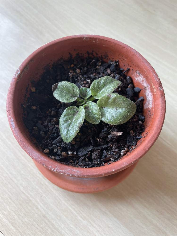 セントポーリア 花を咲かせたい Greensnap グリーンスナップ セントポーリア 花を咲かせたい Greensnap グリーンスナップ