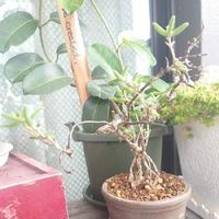 マダガスカルジャスミンの育て方 植える時期や剪定方法は Greensnap グリーンスナップ