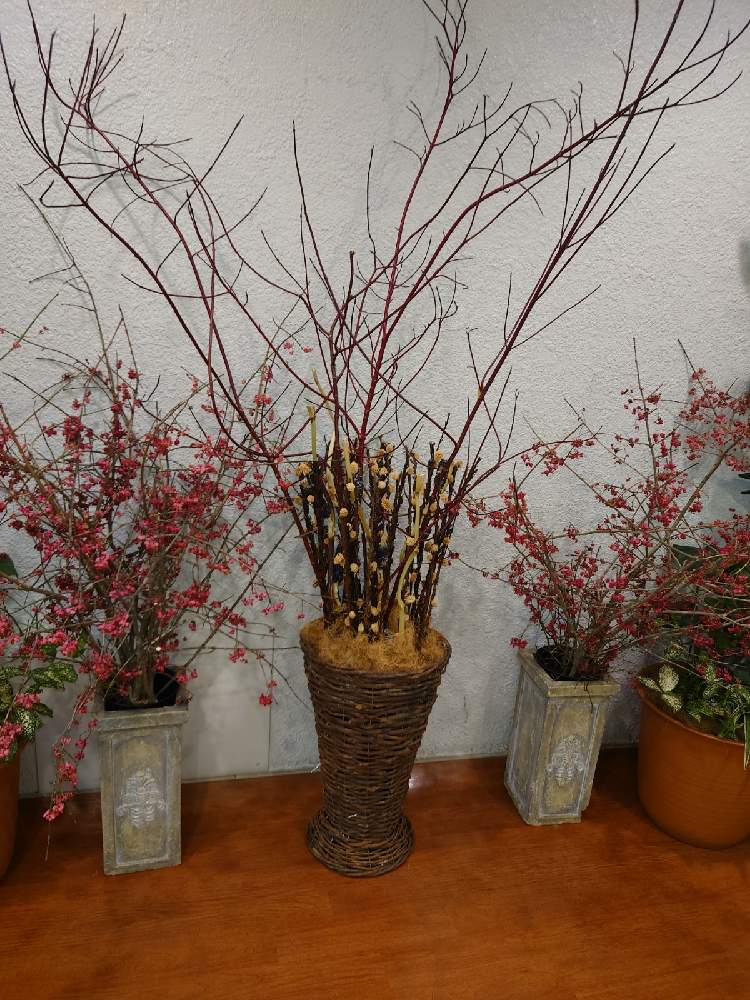 観葉植物の投稿画像 By あけびさん 通勤途中と観葉植物好きと観葉植物のある暮らしと札幌 21月11月2日 Greensnap グリーンスナップ