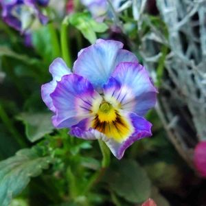 ビオラ,寄せ植え,花壇,レンガ,秋の花の画像