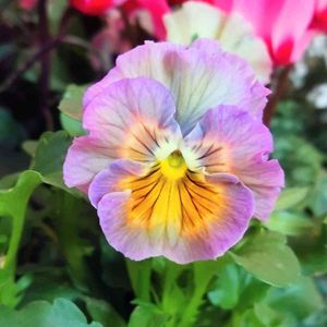 パンジー,寄せ植え,地植え,花壇,レンガの画像