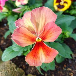 パンジー,寄せ植え,地植え,花壇,レンガの画像