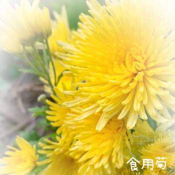 食用菊の投稿画像一覧 Greensnap グリーンスナップ 食用菊の投稿画像一覧 Greensnap グリーンスナップ