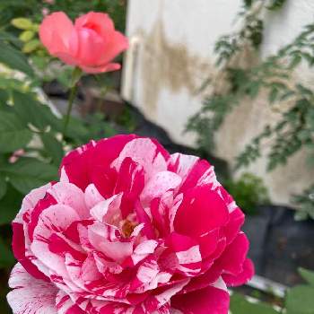 バラ ‘ センチメンタル ’の画像 by ビビマロンさん | お出かけ先とバラとバラ  センチメンタルとバラ ‘ センチメンタル ’と熊本とはな阿蘇美と絞り咲きの薔薇と複色、絞り咲きのバラ