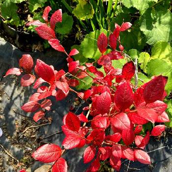 ブルーベリーの木（紅葉）の画像 by ひみつのアッコちゃんさん | ブルーベリーの木（紅葉）と私のお気に入りと美しい紅葉と我が家の花畑と美味しい果物の木