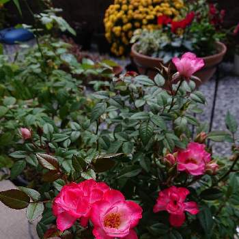 ラブリープリンセス、オプティマの画像 by a  leafさん | 小さな庭とラブリープリンセス、オプティマとピンクの花と寒いと色が濃くなります
