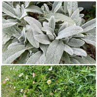 ラムズイヤーの育て方 どんな花が咲く 苗の植え方は 庭や花壇に植えても冬越できる Greensnap グリーンスナップ