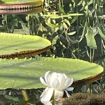 希少植物オオオニバスの子苗② kanfa720.com