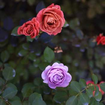 中之条ガーデンズの画像 by ハッピーアイスクリームさん | 薔薇と中之条ガーデンズ