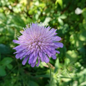 クナウティア,ちっちゃいものクラブ,広い庭の画像