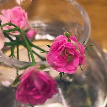 介護の画像 by happy roseさん | 部屋と介護とローズとみにばらと優しさありがとうとおうち園芸とRosemiとピンクのお花と癒されてと花いろいろと君も花が好きなのかと可愛いと花のある暮らしと薔薇バラと楽しい時間