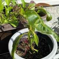 マンゴーの木の育て方 種から栽培できる 葉が枯れる理由は Greensnap グリーンスナップ