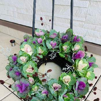 葉牡丹スプレー咲きの投稿画像一覧 Greensnap グリーンスナップ