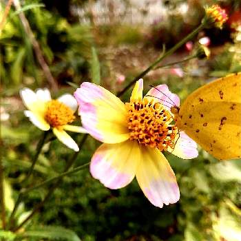 ピンクと黄色の画像 by おからさん | 小さな庭と花色を楽しむ♪とピンクと黄色とかわいい✨と花と蝶々と優しい花色と ウインターコスモスと地植え