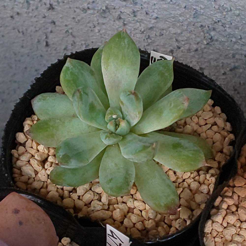 410 雪影の生長記録 2022.05.20更新｜🍀GreenSnap（グリーンスナップ）