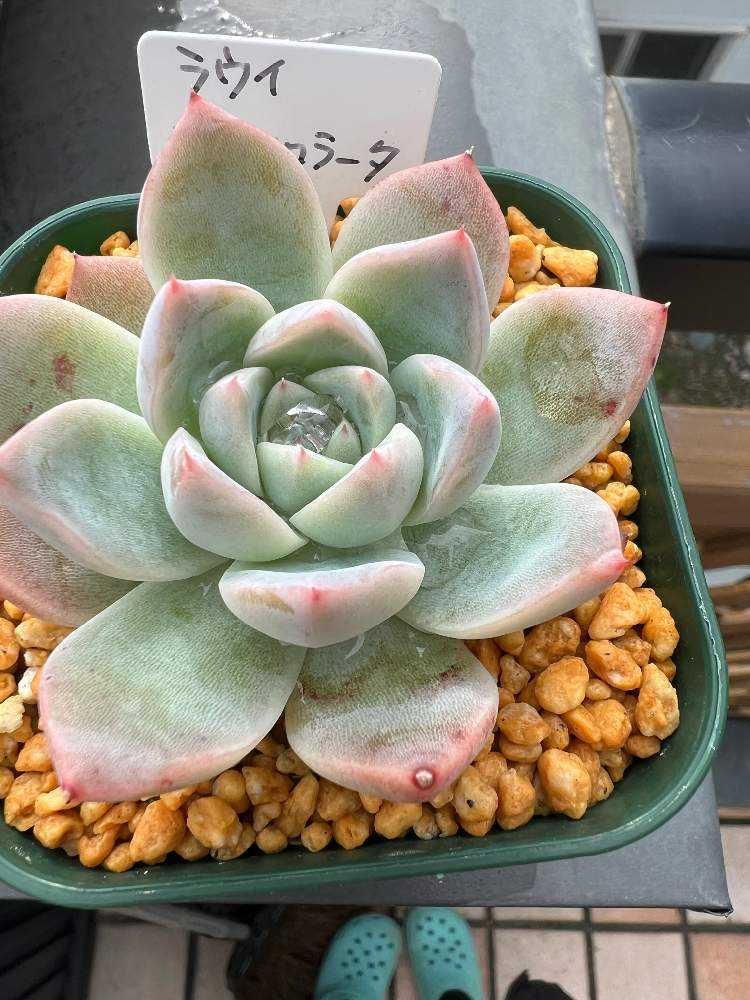 ラウイ×コロラータの葉挿しチャレンジ｜🍀GreenSnap（グリーンスナップ）