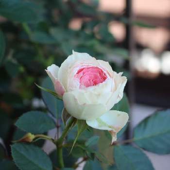 GS２年生の画像 by pipiさん | バルコニー/ベランダと薔薇　パシュミナと薔薇を楽しむ♡とGS２年生とバルコニーガーデンと薔薇のある暮らし♡とおうち園芸と手作りガーデンと薔薇パシュミナと白いお花とピンクのお花と花のある暮らしと薔薇♪