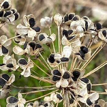 ニラの種の投稿画像一覧 Greensnap グリーンスナップ