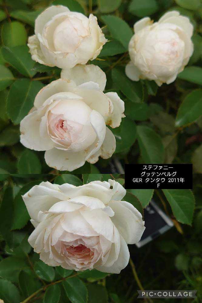 2021年秋薔薇❦横浜イングリッシュガーデン【２】10/21｜🍀GreenSnap