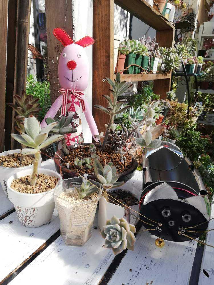 lemon様❤️❤️❤️専用47 のり缶、リメ缶 海苔空き缶で リメ缶猫鉢作りました🐱｜🍀GreenSnap（グリーン