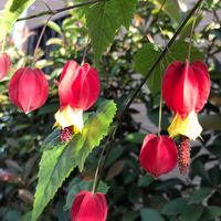 アブチロン (チロリアンランプ),アブチロン (チロリアンランプ),アプチロン チロリアンランプ,花壇,ガーデニングの画像