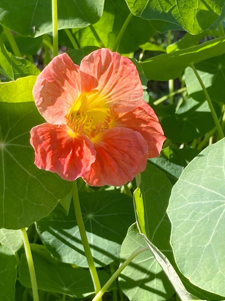 ナスタチウムの投稿画像 By Yu Yaさん 植物男子と菜園とgs映えと自然農と貸し農園とお花畑 と無農薬と緑のある生活とgreen Up と コンパニオンプランツ 21月11月3日 Greensnap グリーンスナップ