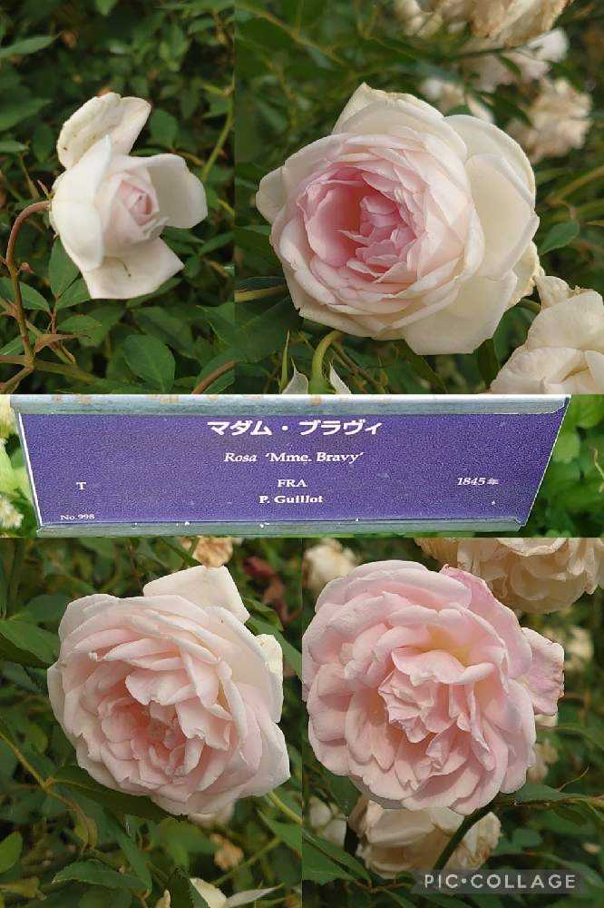 薔薇の花びら チャーム 白 薔薇の花びら チャーム 白