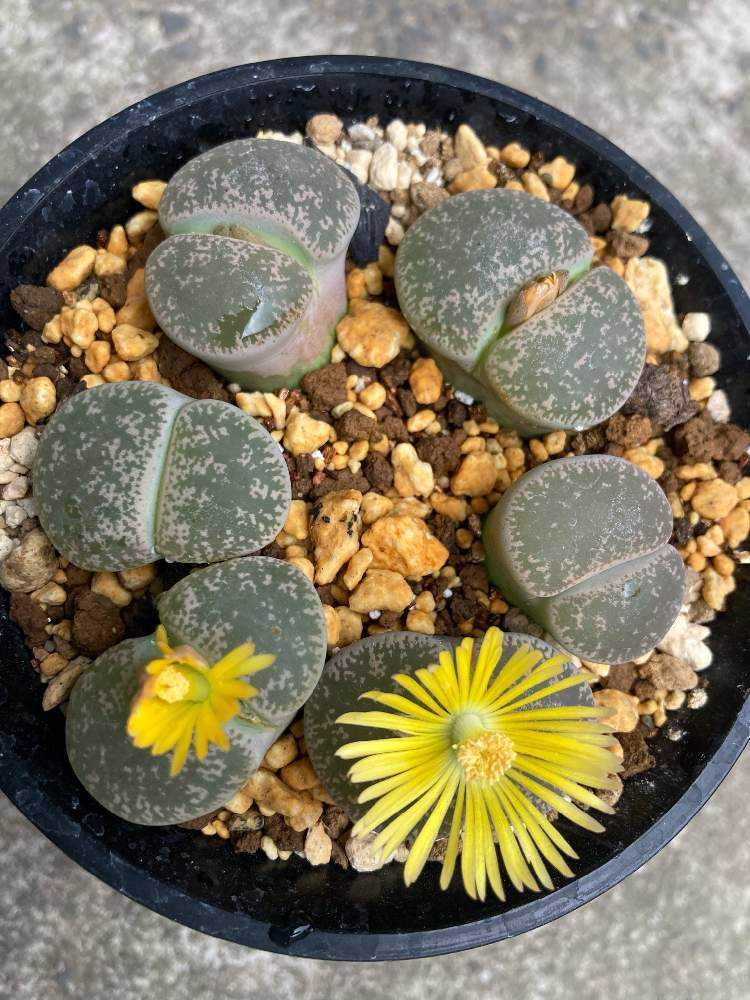 リトープスの脱皮から株分けそしてお花を咲かせてくれました