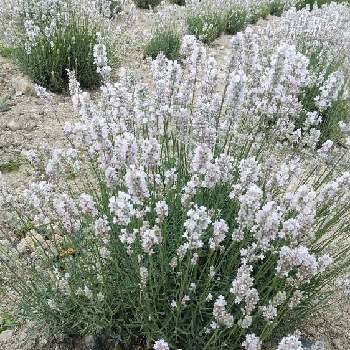 白いラベンダー の投稿画像一覧 Greensnap グリーンスナップ