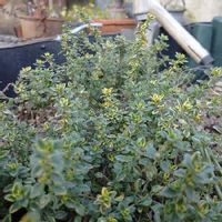 虫除けハーブ5選 効果的な使い方は ガーデニングに便利なのはどれ Greensnap グリーンスナップ 虫除けハーブ5選 効果的な使い方は ガーデニングに便利なのはどれ Greensnap グリーンスナップ