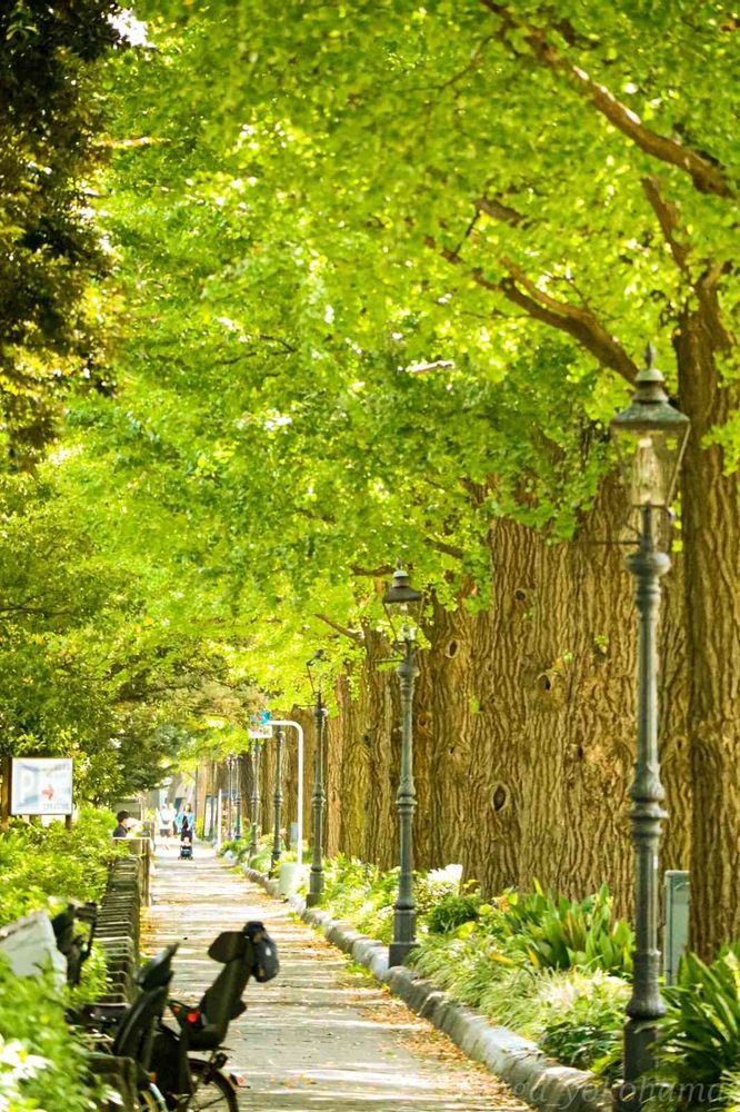 ヒガ君さんの山下公園への投稿