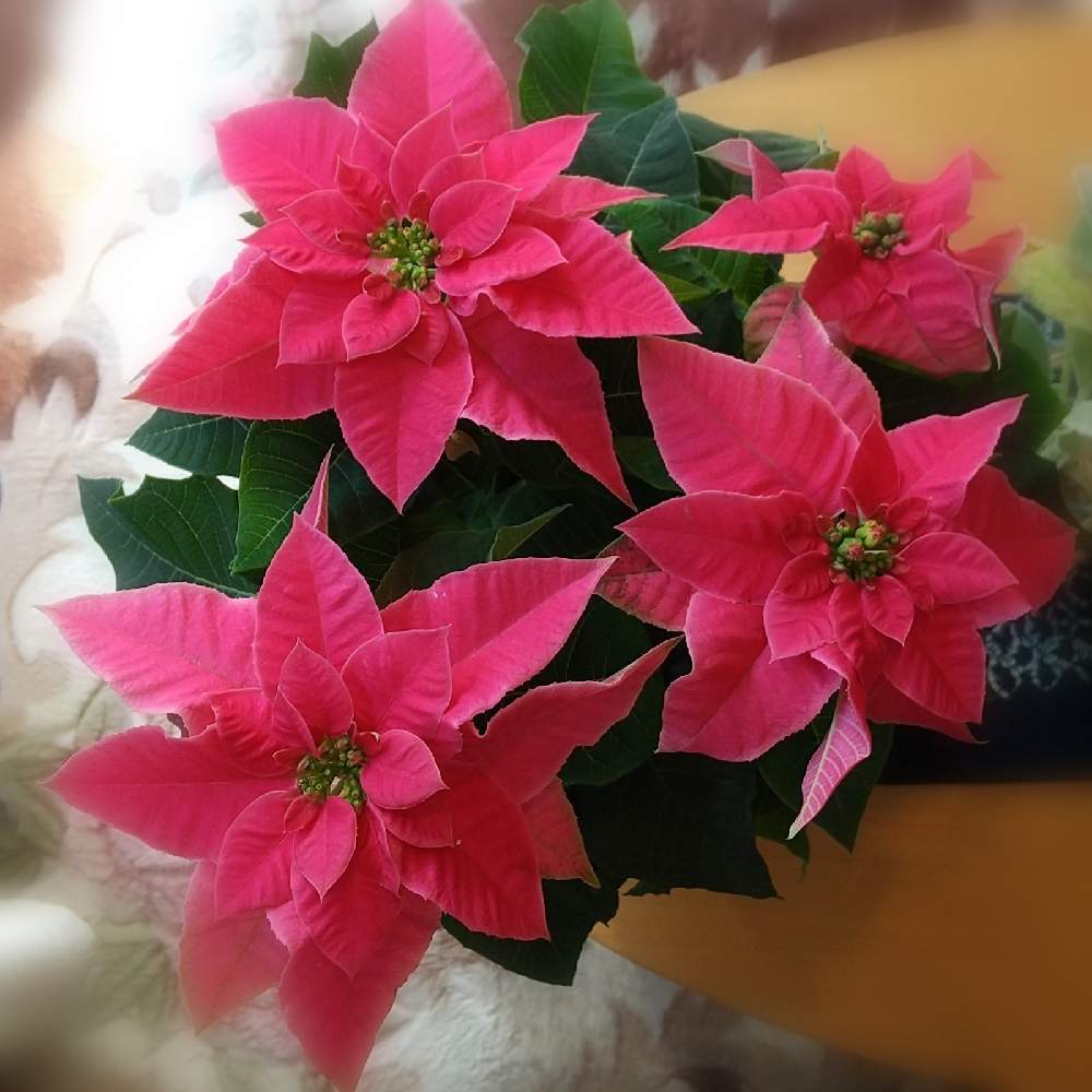 プリンセチアの投稿画像 By しろぷーさん プリンセチア ローザと鉢植えとサントリー フラワーズと花と生きるサントリーとサンフラマニアとガーデニングと花のある暮らしとおうち園芸 21月11月3日 Greensnap グリーンスナップ プリンセチアの投稿画像 By しろぷーさん プリンセチア ローザと鉢植えとサントリー フラワーズと花と生きるサントリーとサンフラマニアとガーデニングと花のある暮らしとおうち園芸 21月11月3日 Greensnap グリーンスナップ