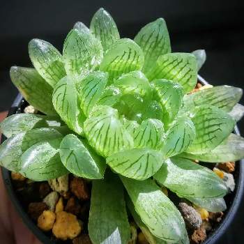 シンビフォルミス グラキリデリネアータの投稿画像一覧 Greensnap グリーンスナップ シンビフォルミス グラキリデリネアータの投稿画像一覧 Greensnap グリーンスナップ